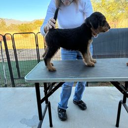 Boy 1 - Black and tan male Airedale Terrier puppy in Tucson, Arizona from Topline Airedale Terriers