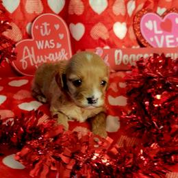 Miney - Brown female Cavapoo puppy in Wentworth, Missouri from Newton County Cavaliers & Cavapoos LLC