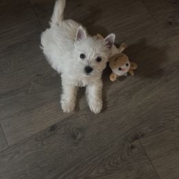 Poodle and West Highland White Terrier Puppies from JJs Puppies of the Carolinas