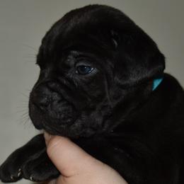 Turquoise - Black female Cane Corso puppy in Sault Ste Marie, Michigan from Willow Creek Cane Corsos