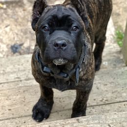 Cane Corso Puppies from Coastal View Kennels