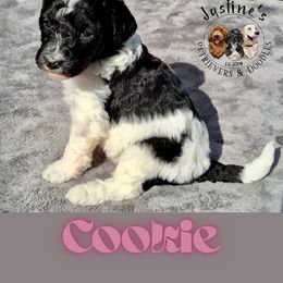 Cookie - Parti female Goldendoodle puppy in Sterling, Connecticut from Justine’s Retrievers and Doodles