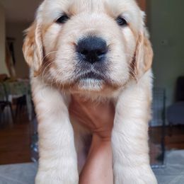 Golden Retriever Puppies from Magnolia Hill Golden Retrievers