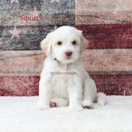 Squirt - Cream female Australian Labradoodle puppy in Hurricane, Utah from Red Desert Doodles