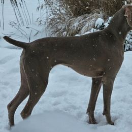 Mango - Weimaraner