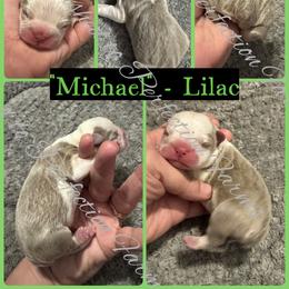 'Michael' - Lilac male Boston Terrier puppy in Temple, Texas from Splashed To Perfection Farms