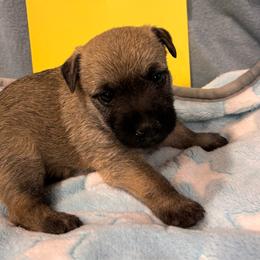Yellow collar puppy - Wheaten male Cairn Terrier puppy in Hastings, Nebraska from D & J SCOTTIES AND CAIRNS & Miniature Long haired Dachshunds