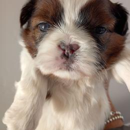 Dolly - Red and white female Shih Tzu puppy in Paradise, California from Richview Shihtzu