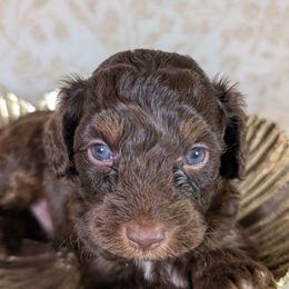 Aussiedoodle Puppies from The Cuddly Dood Ranch