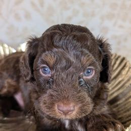 Aussiedoodle Puppies from The Cuddly Dood Ranch