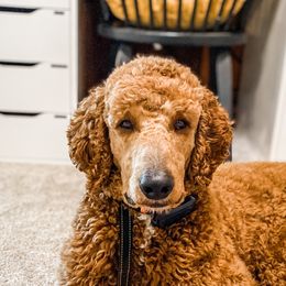 Goldendoodles and Poodles from Southern Standard Poodles and Doodles