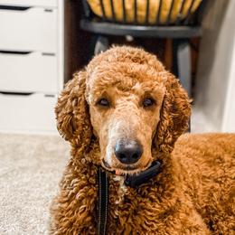 Goldendoodles and Poodles from Southern Standard Poodles and Doodles