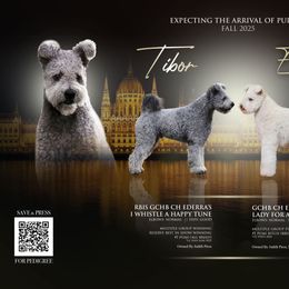 Pumi All Grown Up from Pimasz Kutya Kennel