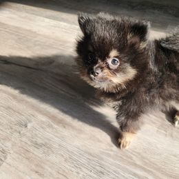 Boy 1 - Black and tan male Pomeranian puppy in Victorville, California from Star Kid Poms