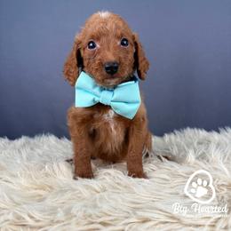 Loot - Red  male Goldendoodle puppy in Utah County, Utah from Big Hearted Breeders