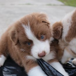 Australian Shepherd Puppies from Kiki's Aussies