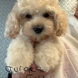 Aurora white collar - Cream female Cockapoo puppy in Haines City, Florida from Camic Cockapoos