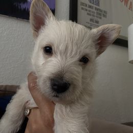 Boy 2 - Wheaten male Scottish Terrier puppy in Victorville, California from Santas Scotties