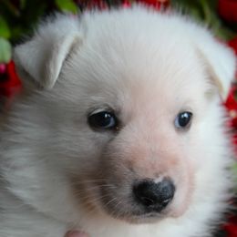 H - White male German Shepherd puppy in Yakima, Washington from Bahr-S German Shepherds