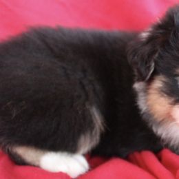 Australian Shepherd Puppies from Moss' Cross Creek Aussie’s
