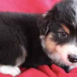 Australian Shepherd Puppies from Moss' Cross Creek Aussie’s