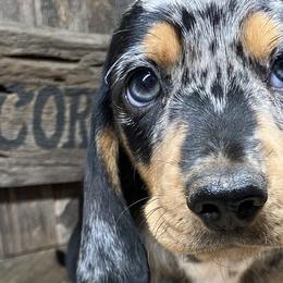 Dachshunds from CountrySide Wieners