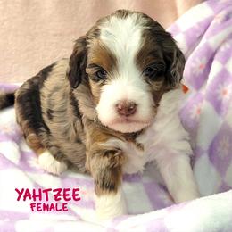 Yahtzee - Merle female Australian Labradoodle puppy in Beecher, Illinois from Erica’s Doodles