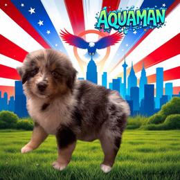 AQUAMAN-Blue Merle Male - Blue merle male Australian Shepherd puppy in Gainesville, Texas from Lady Luck Aussies