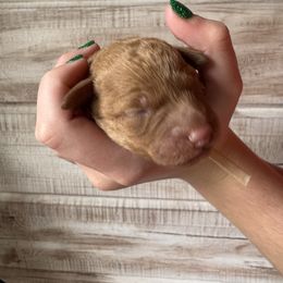 Peach collar - Red  female Goldendoodle puppy in Nashville Area, Tennessee from My Girls with Curls-Mini Doodles of TN