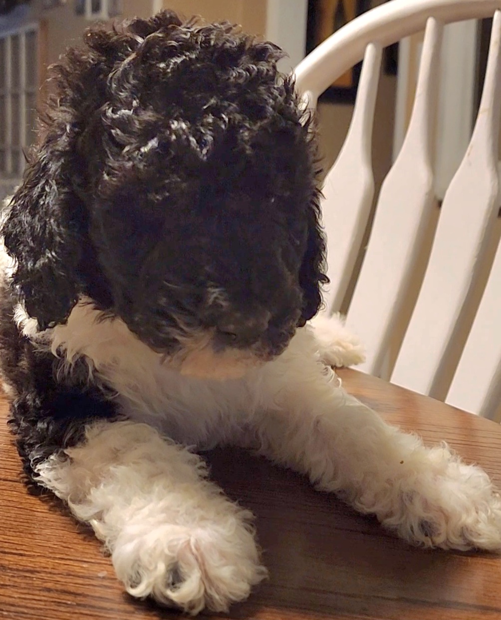 Goldendoodle and Poodle Puppies from Elizabeth Rocha's Doodles