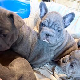 Fitzgerald - Blue male French Bulldog puppy in Deer Park, Texas from Lots of Ropes French Bulldogs