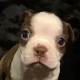 Boston Terriers from Boston Terriers of East Tennessee