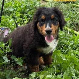 Girl 3 - Tri-color female Bernedoodle puppy in Montrose, Michigan from Livy’s Doodles