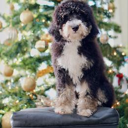 Charlie - Tri-color male Bernedoodle puppy in Spokane, Washington from Lilac City Doodles
