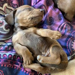 Red - Red male Dachshund puppy in Brave, Pennsylvania from Maple Moon Dachshunds