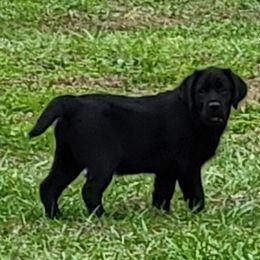 Labrador Retriever All Grown Up from Casbar Labradors