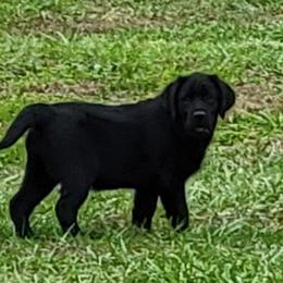 Labrador Retriever All Grown Up from Casbar Labradors