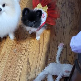 Pomeranian Puppies from Shaw's Sparkle Pom's