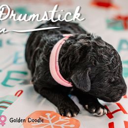 Drum stick - Phantom female Goldendoodle puppy in Maquoketa, Iowa from Nation Goldendoodles
