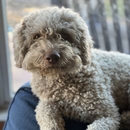 Gioia - Lagotto Romagnolo