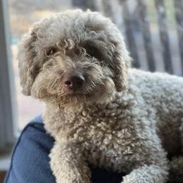 Gioia - Lagotto Romagnolo