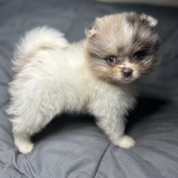 Niko - Chocolate parti male Pomeranian puppy in Silver Springs, Florida from Gigi’s Pocket Poms