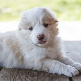 Layla - Gold Border Collie puppy in Fresno, California from Alpine Tails