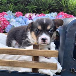 Pembroke Welsh Corgi Puppies from AW Corgis