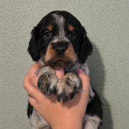 Riddler - Tri-Roan male English Springer Spaniel puppy in Fort White, Florida from Thunderbird Springers
