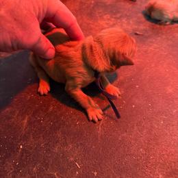 Black Collar - Dark golden male Golden Retriever puppy in Stigler, Oklahoma from Red MAX Golden Retrievers