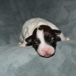 Paige Girl 3 - White and tan female Russell Terrier puppy in Middletown, Virginia from DBF Russell Terriers