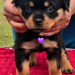 Girl 2 - Black and mahogany female Rottweiler puppy in Live Oak, Florida from K&R RANCH KENNELS