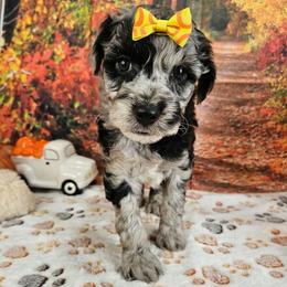 Shiloh - Blue merle female Aussiedoodle puppy in Lebanon, Missouri from Perkins Pups