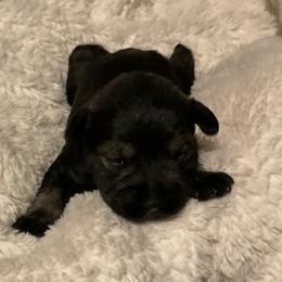 Boy 2 - male Miniature Schnauzer puppy in Osseo, Michigan from Kathy's Mini Schnazuers